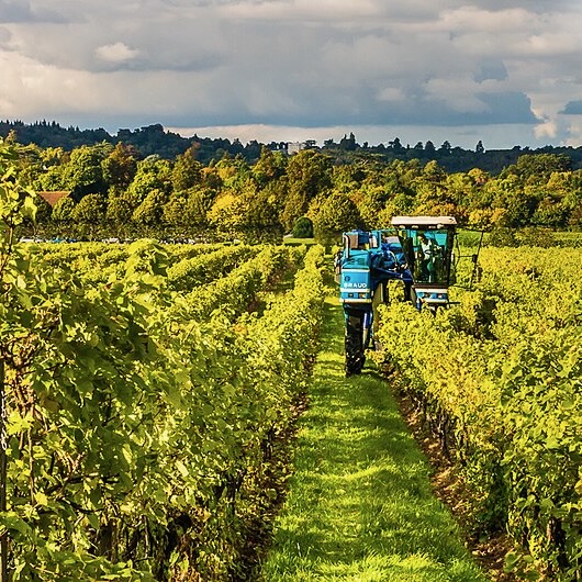 Grape harvesting at Denbies Vineyard with a blue tractor